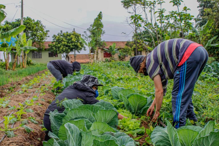  Governo federal libera R$ 2.500 para agricultores familiares durante a pandemia