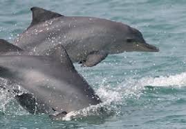  Bióloga esclarece que golfinhos foram vistos no litoral do Piauí