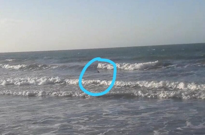  Banhistas viram tubarões na Praia do Coqueiro