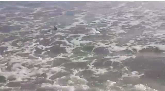  Tubarões voltam a ser vistos na praia do coqueiro neste domingo(06)