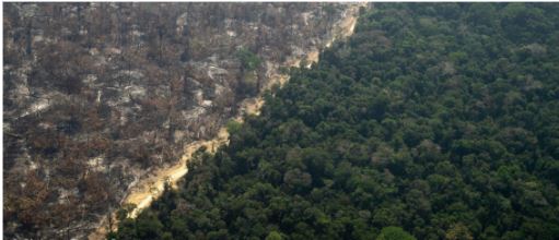  Organizações não-governamentais cobram cumprimento de leis em defesa da Amazônia