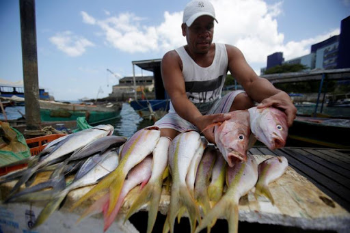  Projeto autoriza compra de peixe diretamente de pescadores artesanais