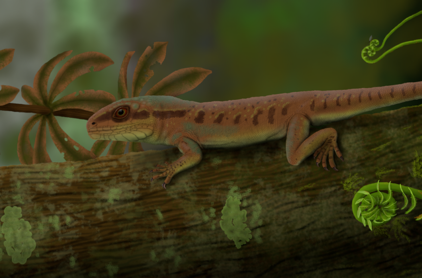  Paleontólogos da UFPI descobrem réptil da Era Paleozoica em Nazária