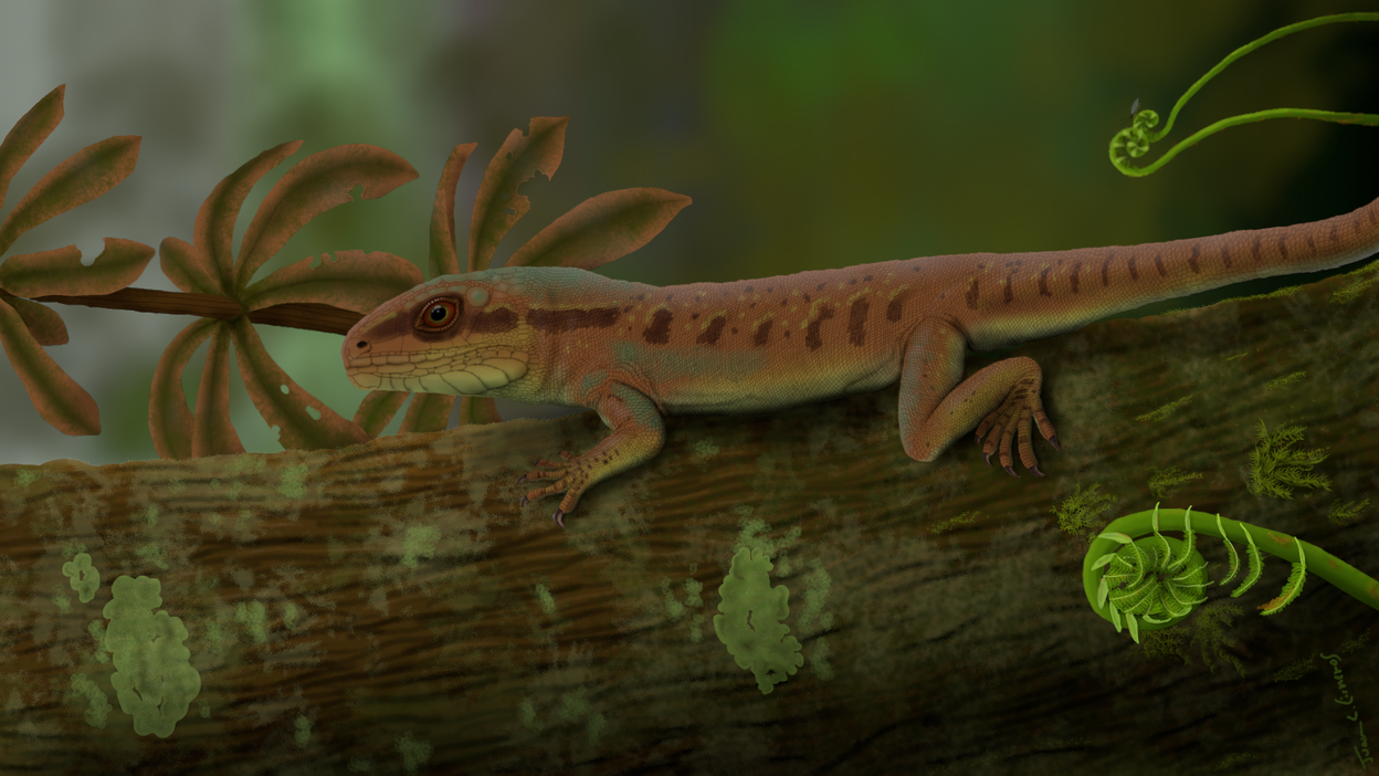 Paleontólogos da UFPI descobrem réptil da Era Paleozoica em Nazária