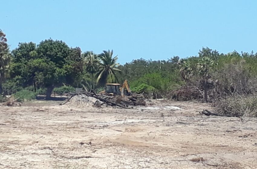  CREA denuncia desmatamento de APA em Cajueiro da Praia