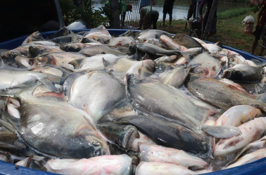  Prefeitura de Lagoinha do Piauí distribuiu três mil quilos de peixe para população