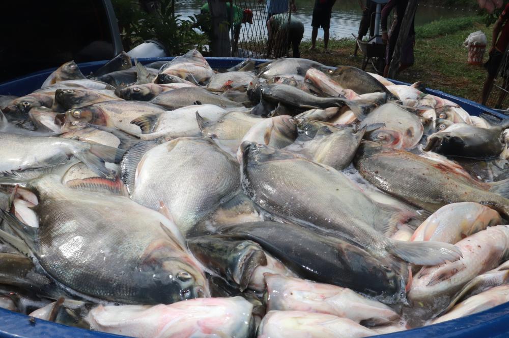 Produção de peixes no Piauí aumentou 21%