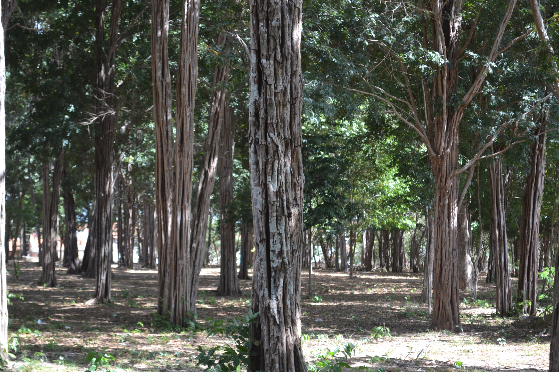 Prefeitura e CODEVASF investem quase quatrocentos mil reais em três parques ambientais em Teresina