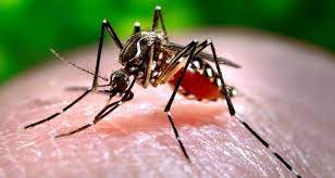  Piauí apresenta aumento de 745% nos casos de dengue
