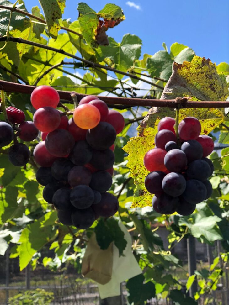 Estudo mostra que Teresina tem potencial para produção de uva