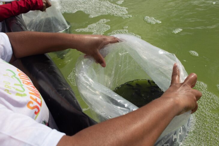  Governo investe em criação de camarão e tilápia no semiárido piauiense