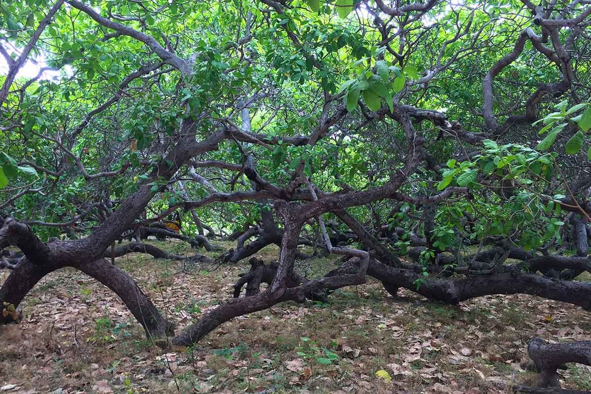 Piauí deve aumentar 40% a produção de castanha de caju