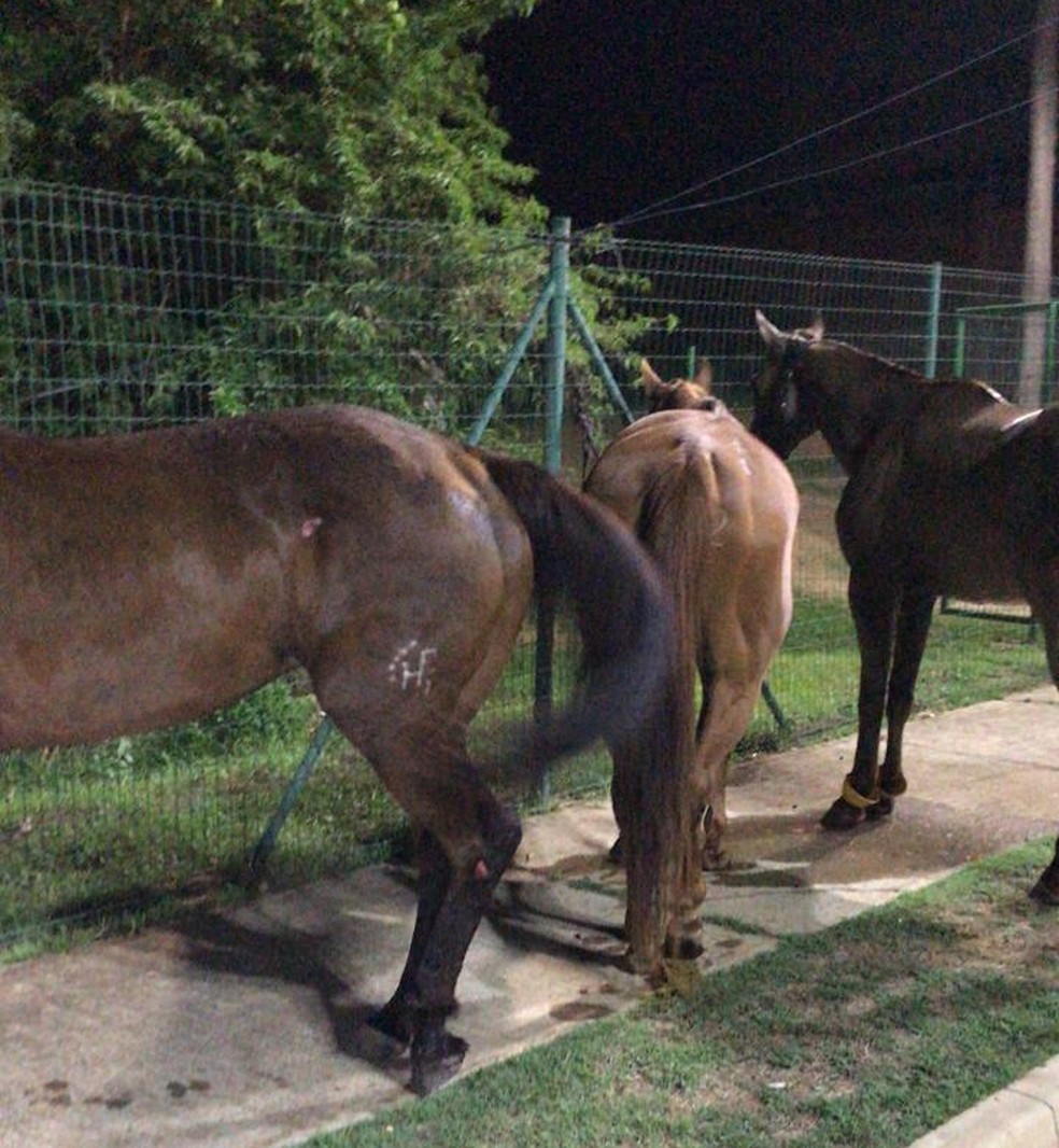 Fogos de artifício utilizados na Expoapi causam acidentes e machucam animais na BR 343