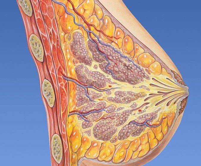  Células de metástase do câncer de mama circulam mais durante o sono