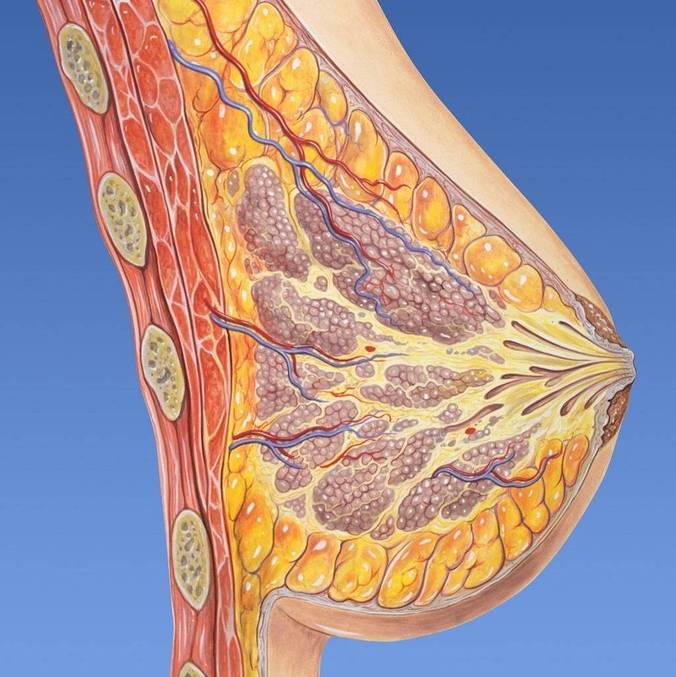 Células de metástase do câncer de mama circulam mais durante o sono