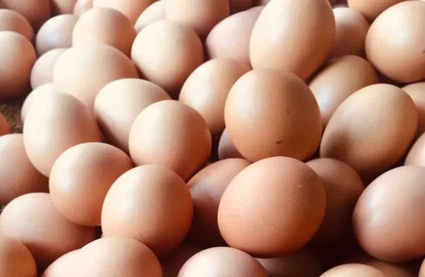  Produção de ovos de galinha do Piauí aumentou 85%