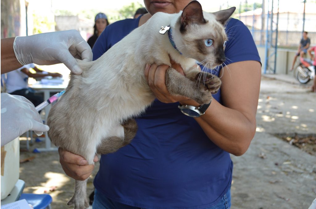 Hoje(26) tem vacinação de animais nas zonas Leste e norte de Teresina