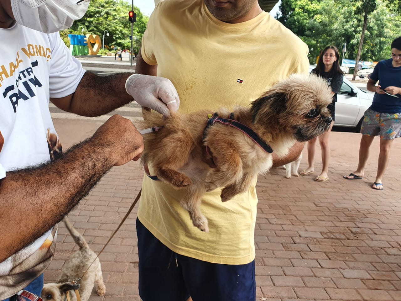 Vacinação contra a raiva acontece nas zonas Sul e Sudeste neste sábado (03)