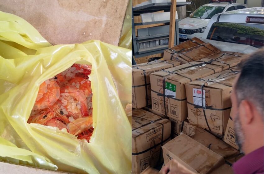 Adapi descarta mais de tonelada de camarão transportada ilegalmente