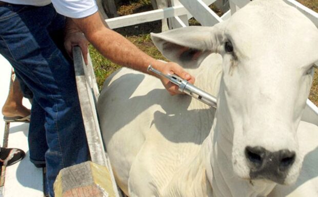  Piauí precisa imunizar dois milhões de bovinos contra aftosa em abril