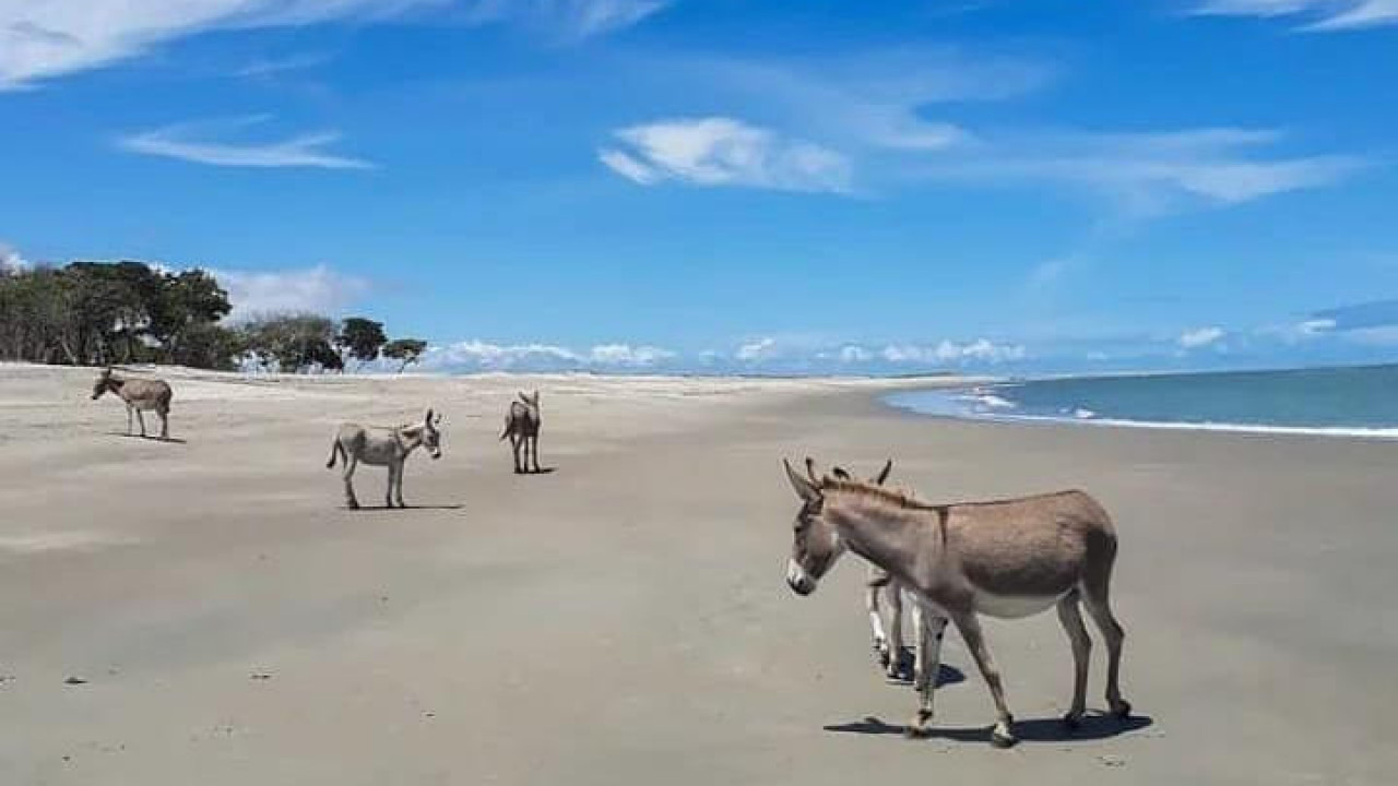 Câmara Federal debate hoje(12) a proibição de abate de jumentos