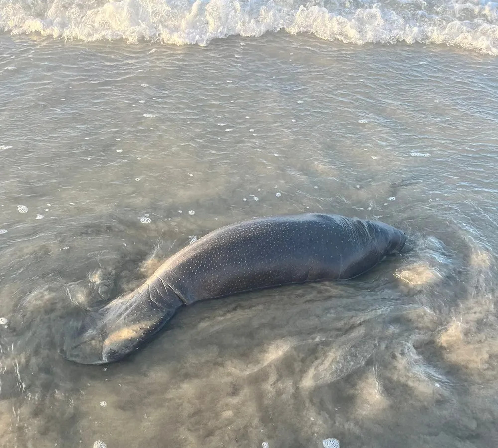 Justiça obriga Governo transportar peixe-boi para Pernambuco