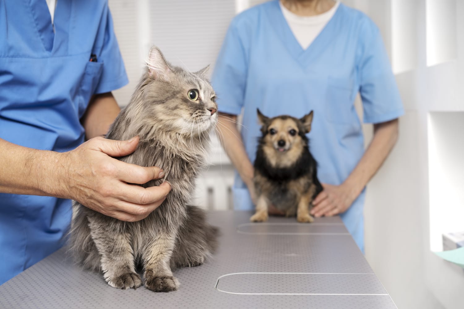Acadêmicos de Veterinária participam de vacinação contra raiva