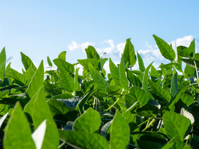 Produção no Matopiba compensa  perdas causadas pela El Nina no sul do Piauí