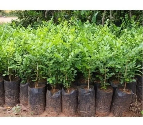  Governo entrega vinte mil plantas em Tamboril