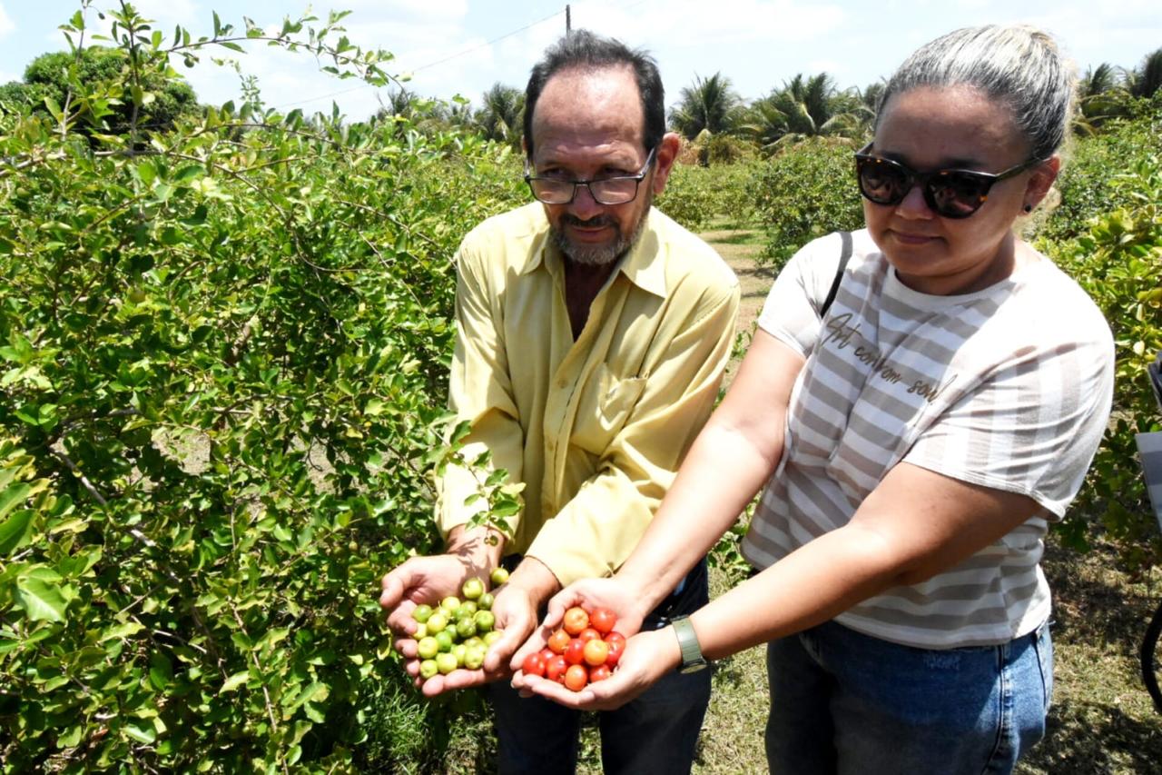 Piauí exporta acerola para Estados Unidos e Europa