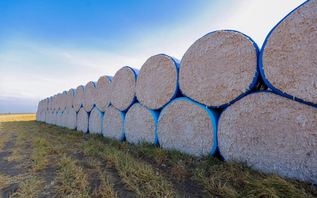 Governador Rafael participa de inauguração de algodoeira e destaca importância da agroindústria