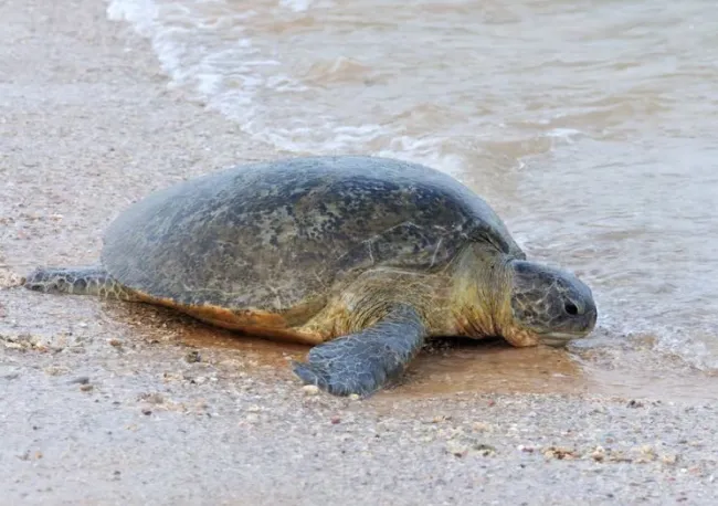 Litoral do Piauí é o maior refúgio das tartarugas marinhas