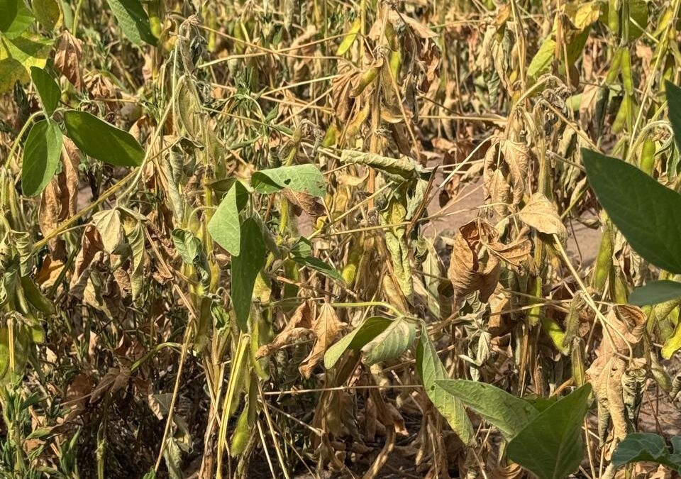 Perda na safra de grãos do Piauí já ultrapassa os 25%