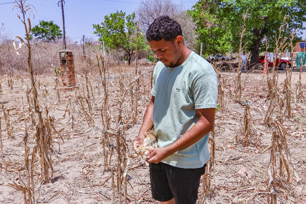 119 municípios decretam emergência pela seca