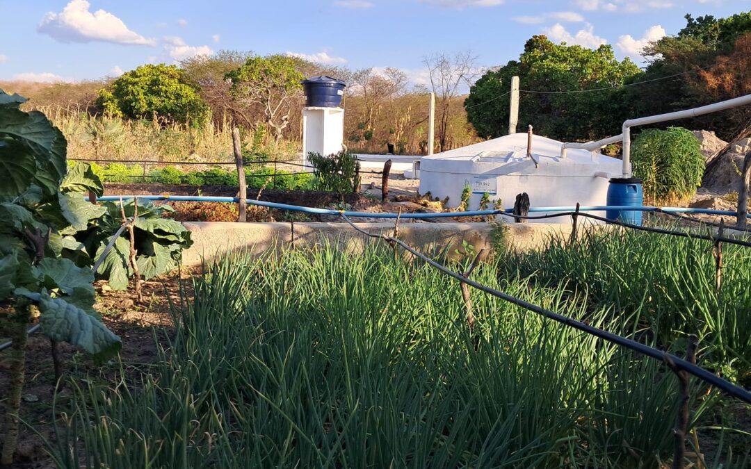 ONGs levam água para produção de alimentos em Pedro II