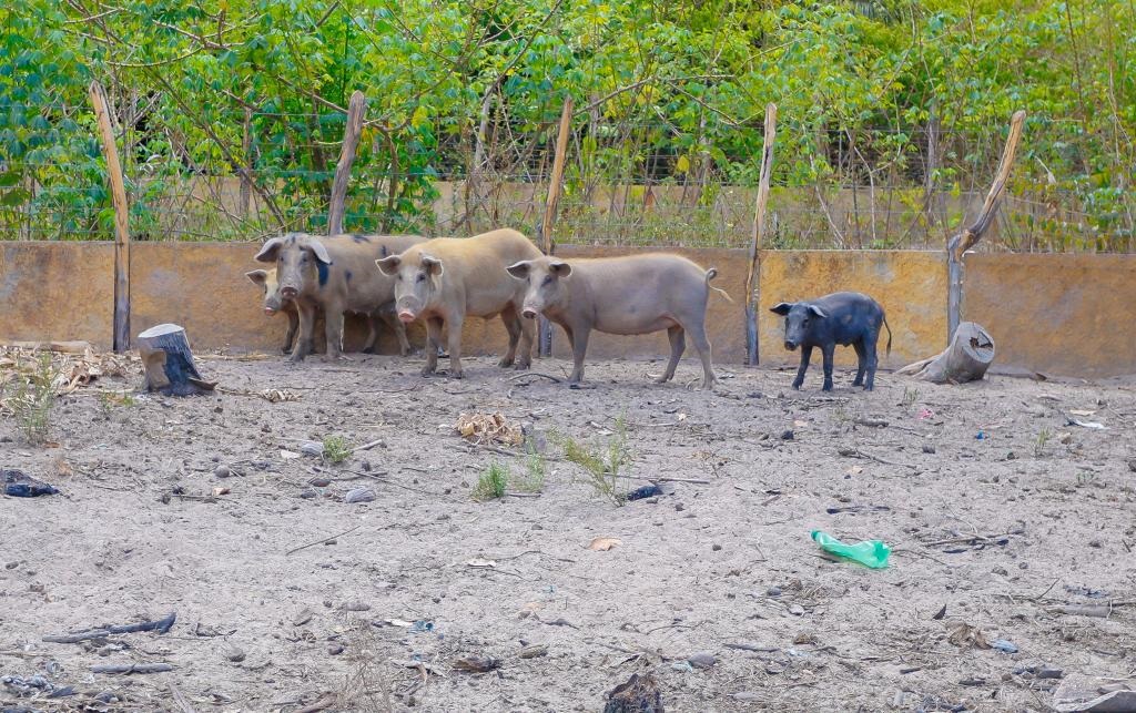 Piauí decreta emergência zoossanitária para prevenção da peste suína