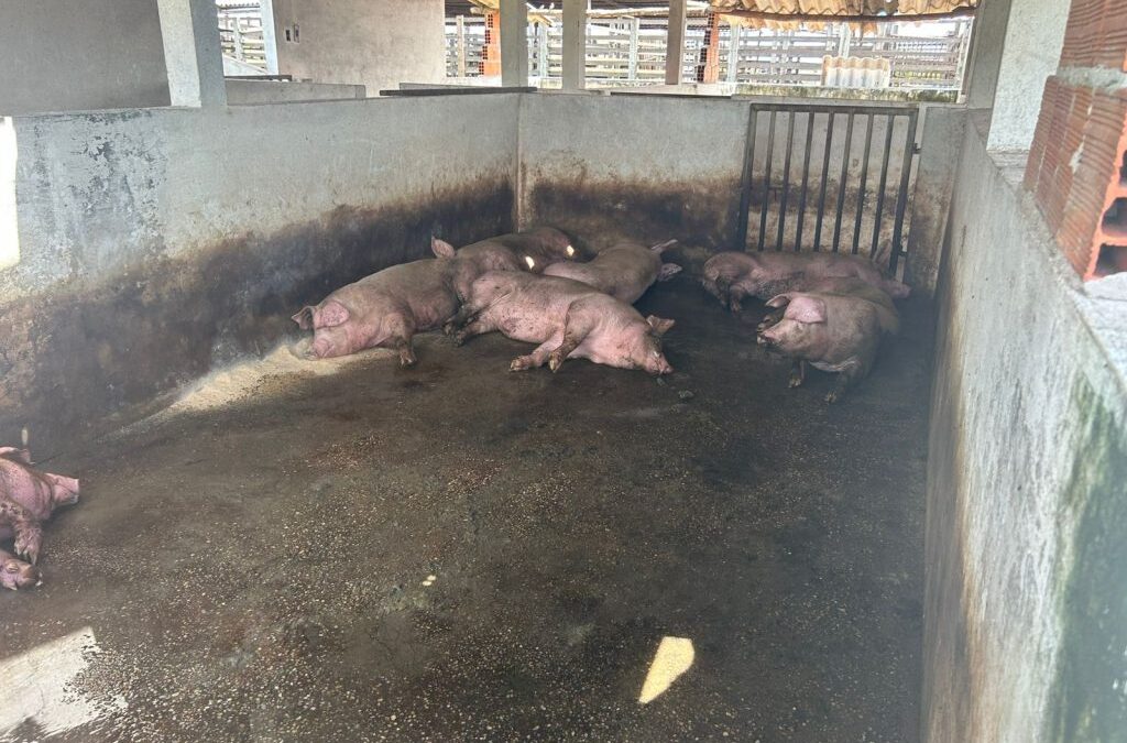 Ministério Público manda interditar matadouro de Parnaíba