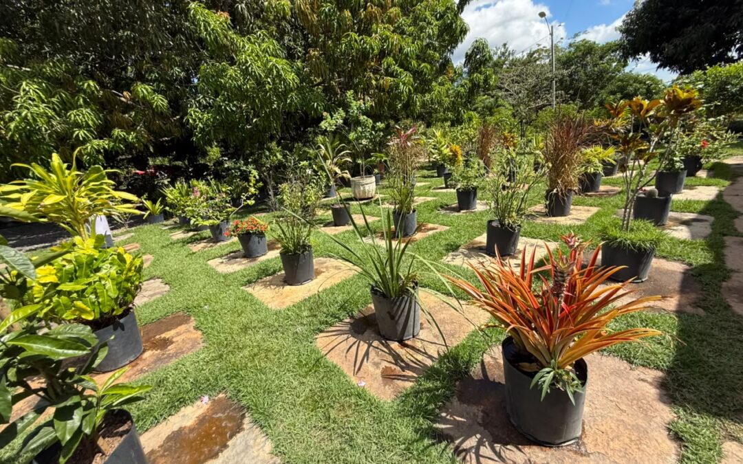 SDU leste disponibiliza muda de plantas para comunidade